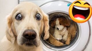 Funny Cats And Dogs Video Compilation 2022