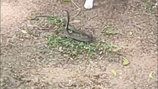 FUNNY CAT AND SNAKE