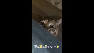 watch funny animals best ever