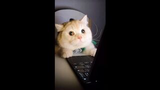 FUNNY CATS