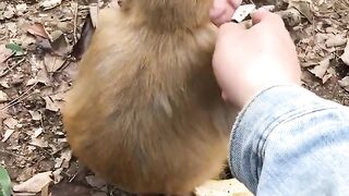 Monkey cute