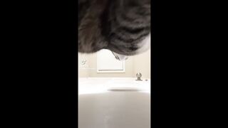Funniest Cats And Dogs Video