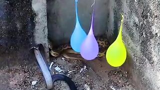 snake _bite_ cobra snake And Russell's viper on balloon ????