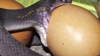 The Amazing EGG EATING Snake! ????????.mp4