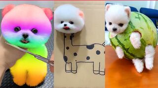 Funny and cute pomeranian ????