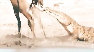 Crocodile eating deer