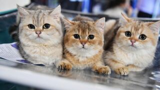 Приколы Коты и Собаки