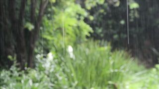 Rain to Relax