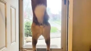 Dogs doing dog things part 14.mp4