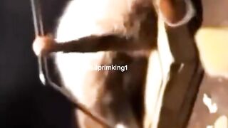 The best 4 vidéo Funny animal 2022