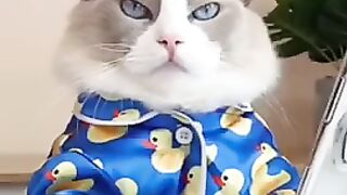 Cats makes food 2022 (must watch)