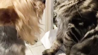 Try not laugh