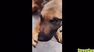 Tiktok try to not LAUGH