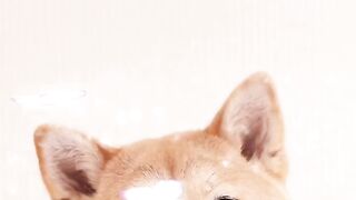 Dogecoin test