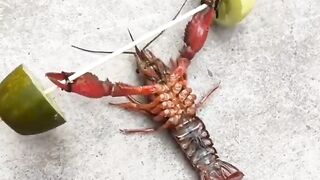 Animals Funny videos