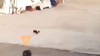 Animals funny videos
