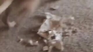 Animals funny videos