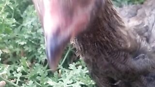 Animals lovers 112