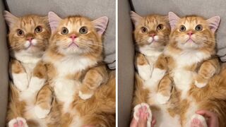 ???? from @大桔大力 - DY ~ double tap ❤❤#catloversclub