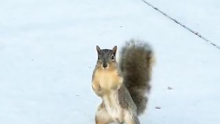 Funny | Squirrel Scares: Tales of the Terrifying Squirrel! | FunFM