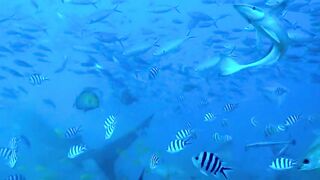 Scuba diver finds herself in a pack of intimidating bull sharks