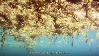 Detecting Sargassum Algae from Space