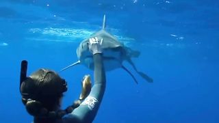 Shark 8