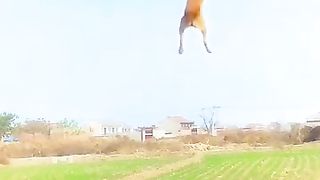 Entraînement extraordinaire pour chiens