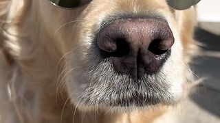 Golden retriever getting to know ‘Bailey of Abergavenny’