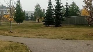 Canada beauty 17