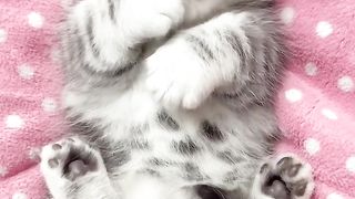Baby Cat????