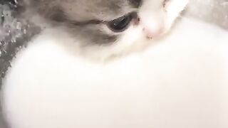 Cute Cat Drinking Milk 2