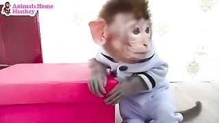 Bandar monkey