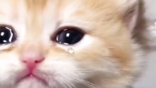 Crying Cat :(