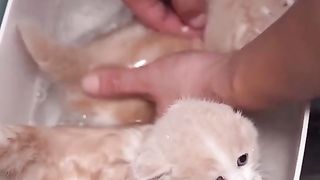 Cute Cat Taking a Bath :D