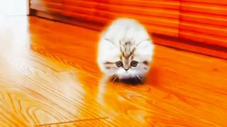Beautiful cats 9