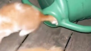 Baby Cats :D