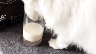 Cat Try Hard to Drinking Milk
