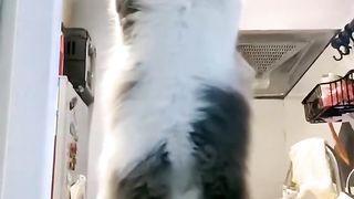Standing Cat :D