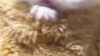 Baby Cat 3