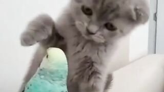 Cute Cat Playing With a Bird