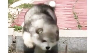 dog that can't get down