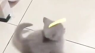 A cat who can't get his head off