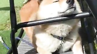 dog holiday