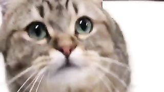 Cat curious about camera