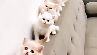 Cheerful kittens