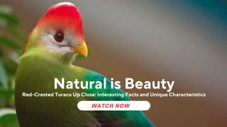 Getting to Know the Red-Crested Turaco Up Close: Interesting Facts and Unique Characteristics
