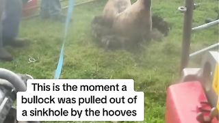 Bullock pulled from sinkhole by its hooves.