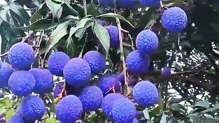 Farm Fresh Ninja Fruit Cutting _ Oddly Satisfying Fruit Ninja Part 33 _ Aha Farm(720P_HD)_1.