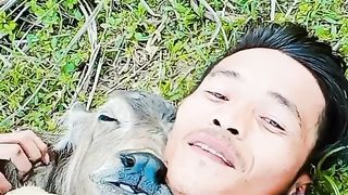 sleeping with a cow